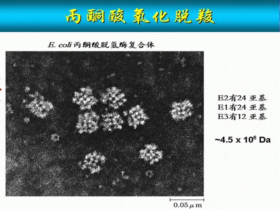 丙酮酸的氧化脱羧.ppt_第2页