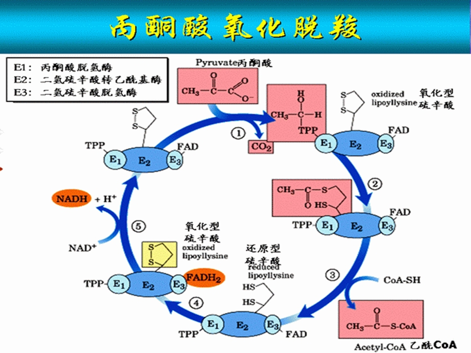 丙酮酸的氧化脱羧.ppt_第3页