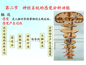 二节神经系统的感觉分析功能.ppt