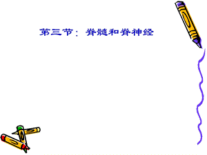 《脊髓和脊神经》课件.ppt