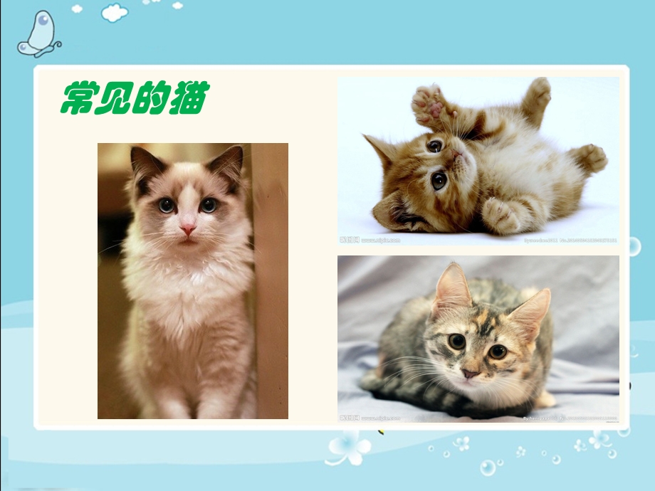 《我们家的猫》ppt课件.ppt_第2页