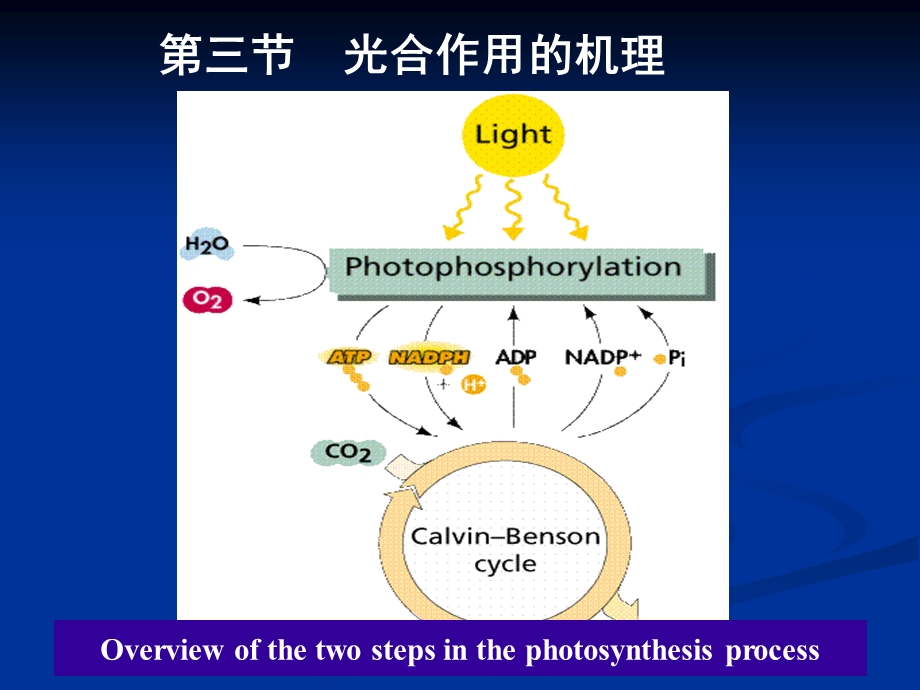 《植物光合作用》课件.ppt_第1页