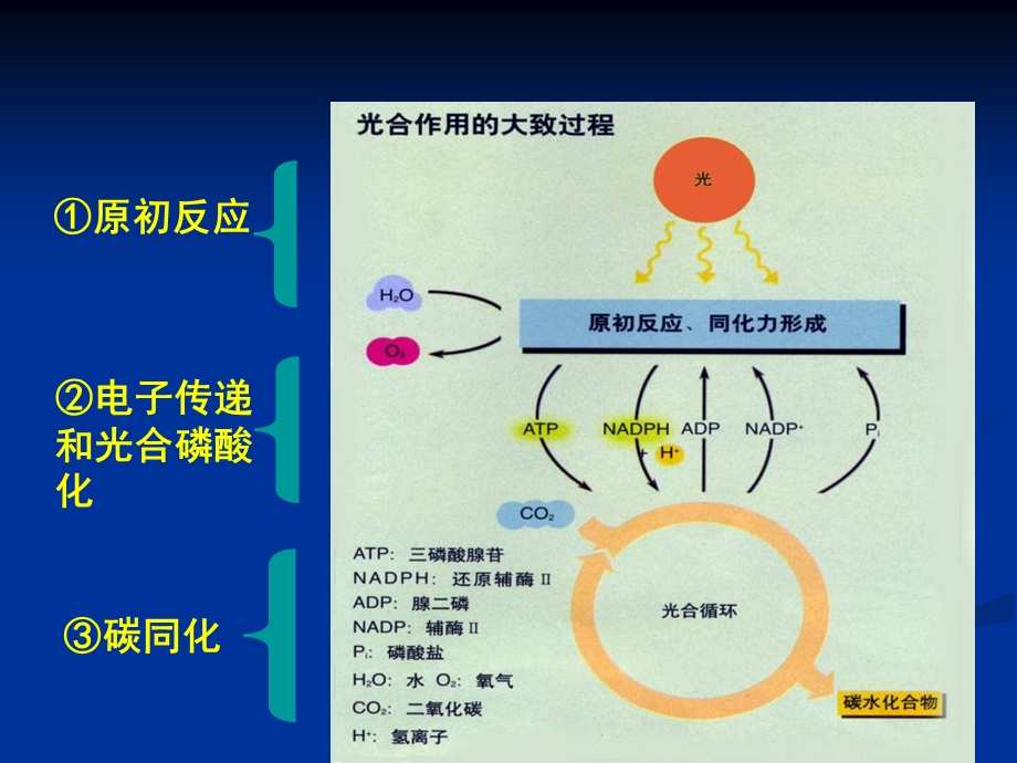 《植物光合作用》课件.ppt_第3页