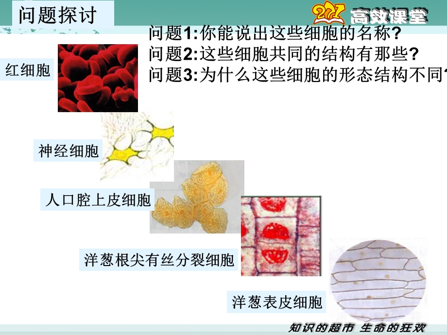 《细胞的多样性和统一性》(新人教版必修1).ppt_第2页