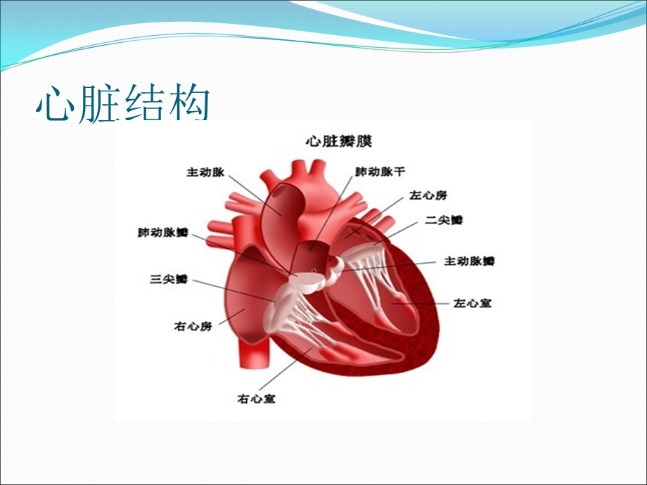 二尖瓣狭窄伴关闭不全导致的症状.ppt_第3页