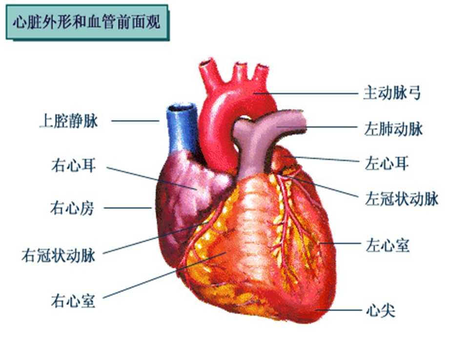 《心包疾病》课件.ppt_第2页