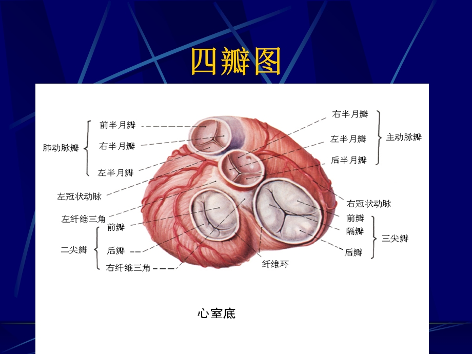 《心包疾病》课件.ppt_第3页