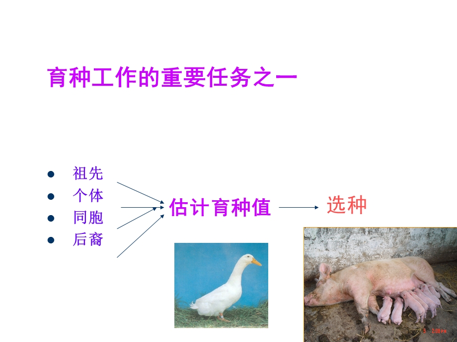 个体的遗传评定.ppt_第3页