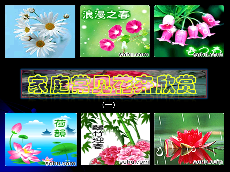 《花卉欣赏》课件.ppt_第1页