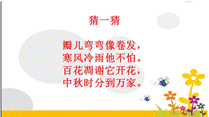 《菊》小古文教学PPT课件.ppt