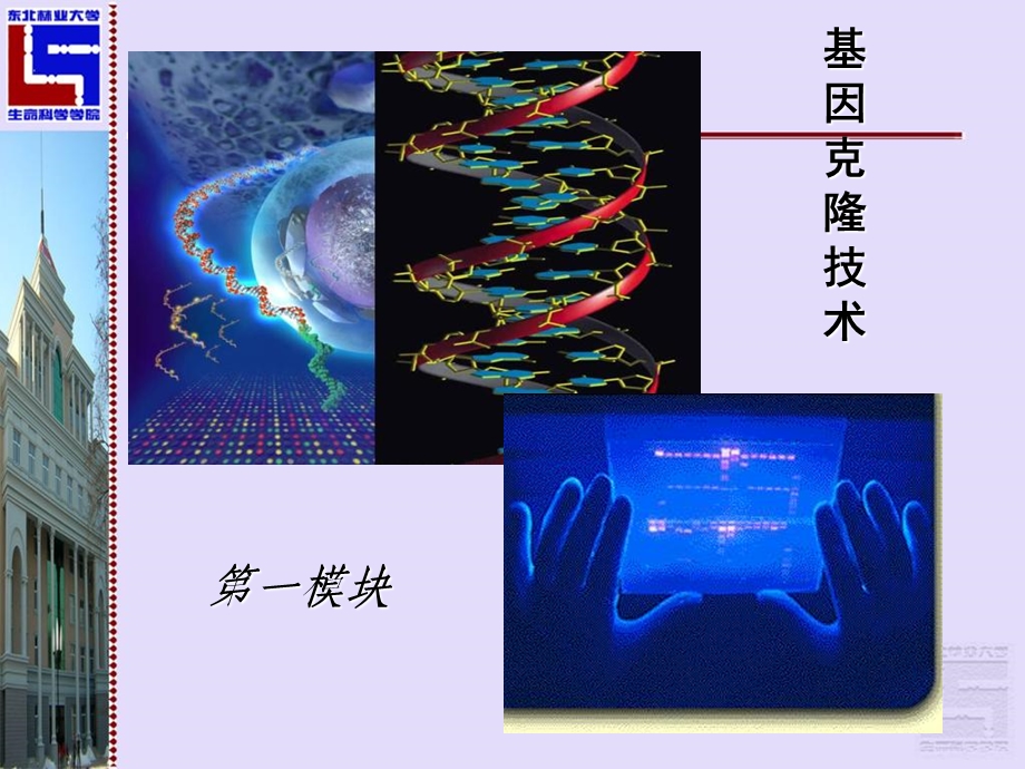 《基因克隆》课件.ppt_第2页