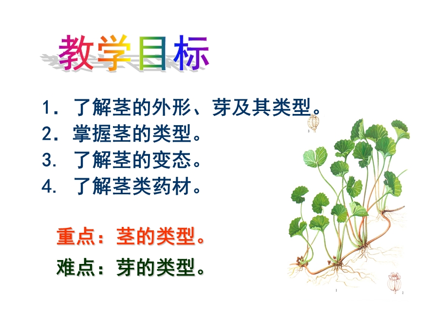 《药用植物学》课件.ppt_第3页