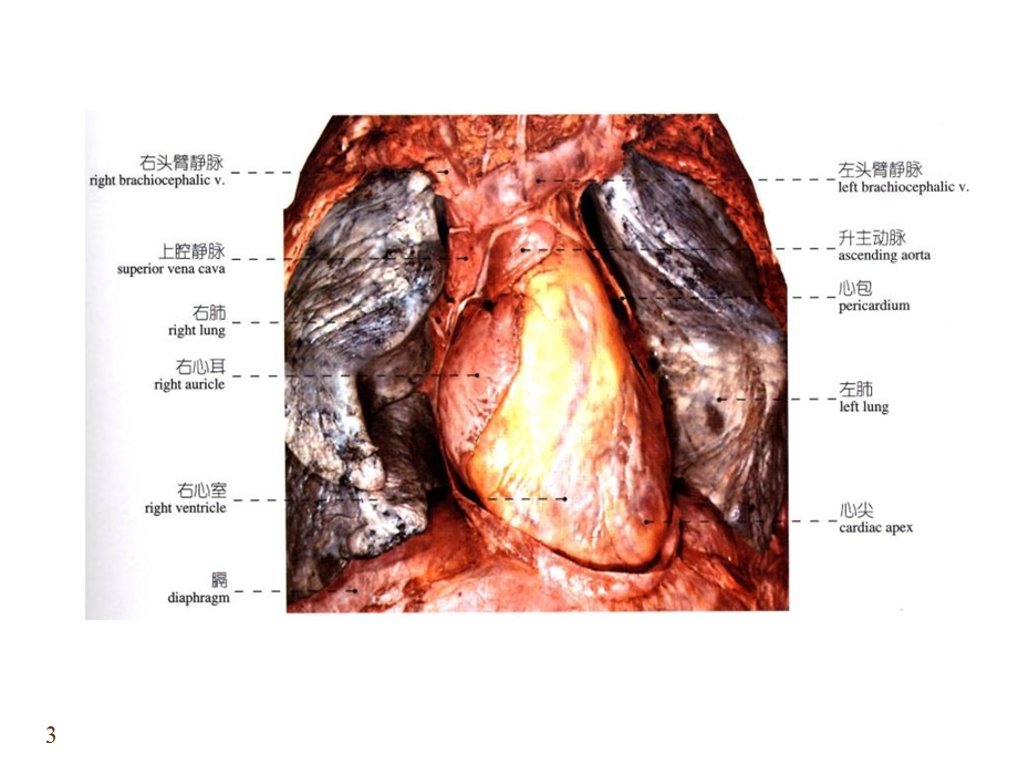 《心血管系统心》课件.ppt_第3页