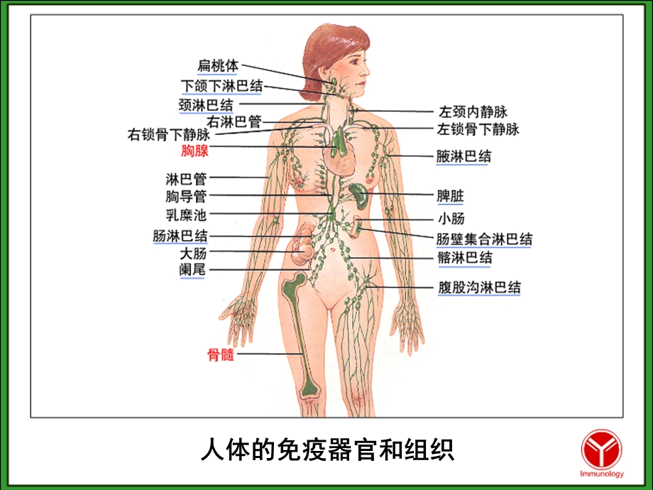 《疫器官和组织》课件.ppt_第2页