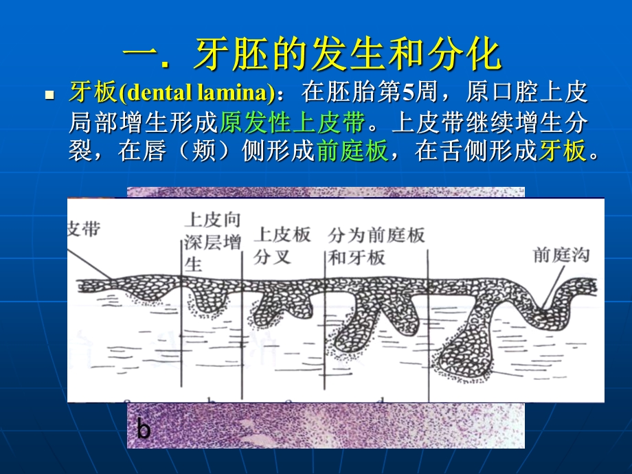 《牙的发育》课件.ppt_第3页