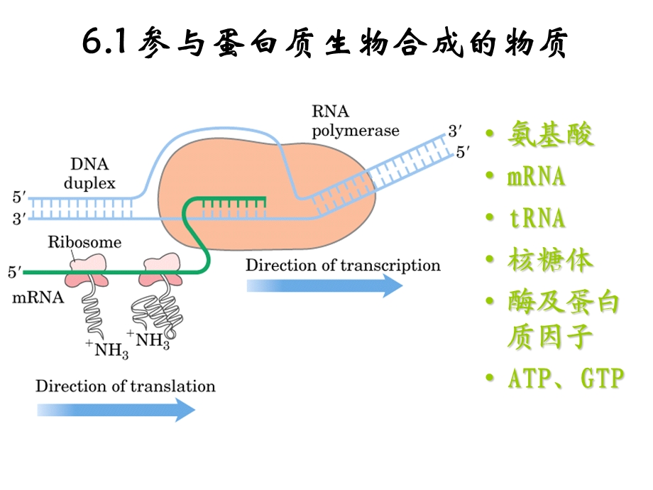 《蛋白质合成》课件.ppt_第3页