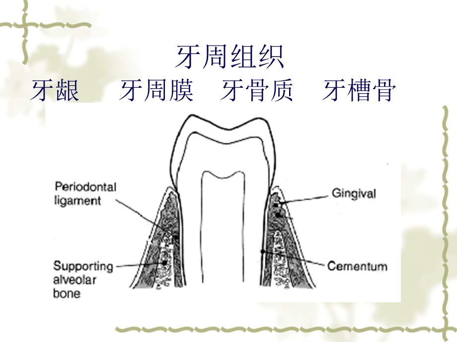 儿童口腔牙周粘膜组织疾患.ppt_第3页