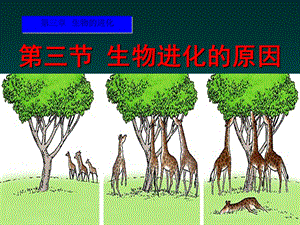 《生物进化的原因》生物的进化PPT课件.ppt