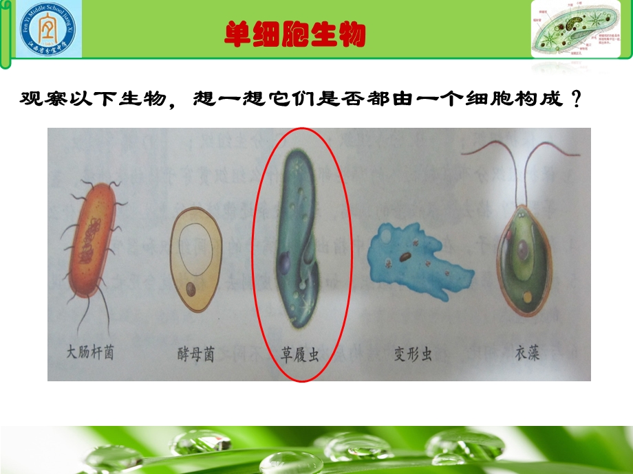 《观察草履虫的取食、运动和趋性》上课.ppt_第2页