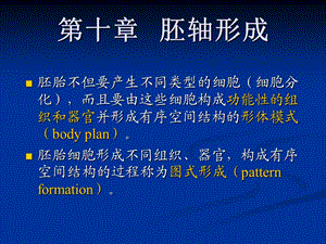 《胚轴形成》课件.ppt