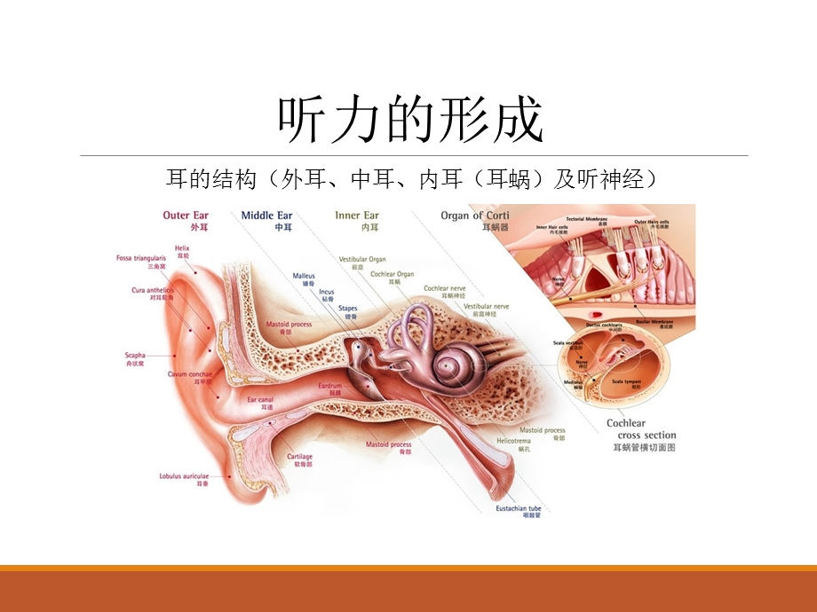 儿童听力障碍常见原因.ppt_第3页