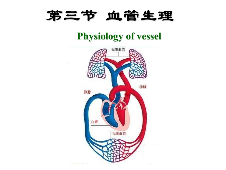 《血管生理》课件.ppt_第1页