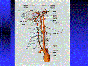 《脑血管解剖》课件.ppt