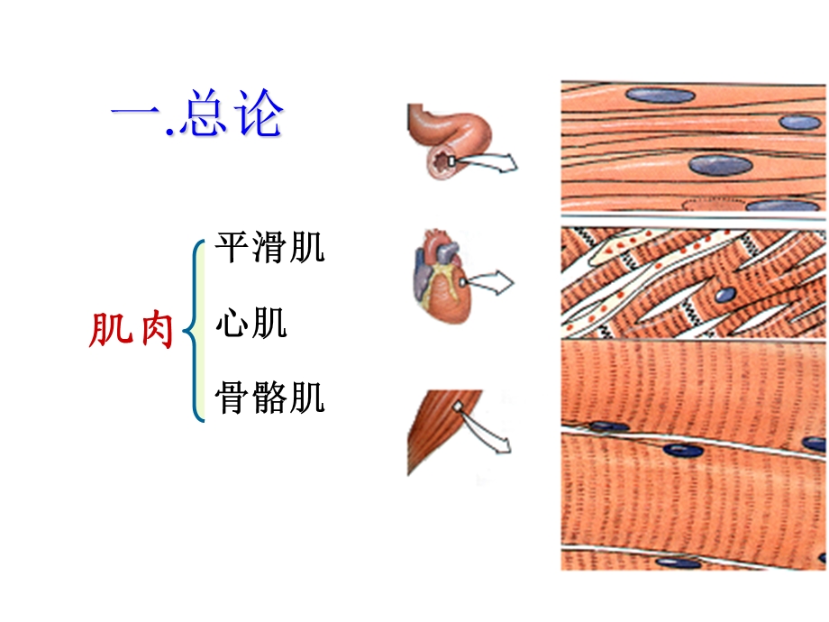 《骨骼肌》ppt课件.ppt_第2页