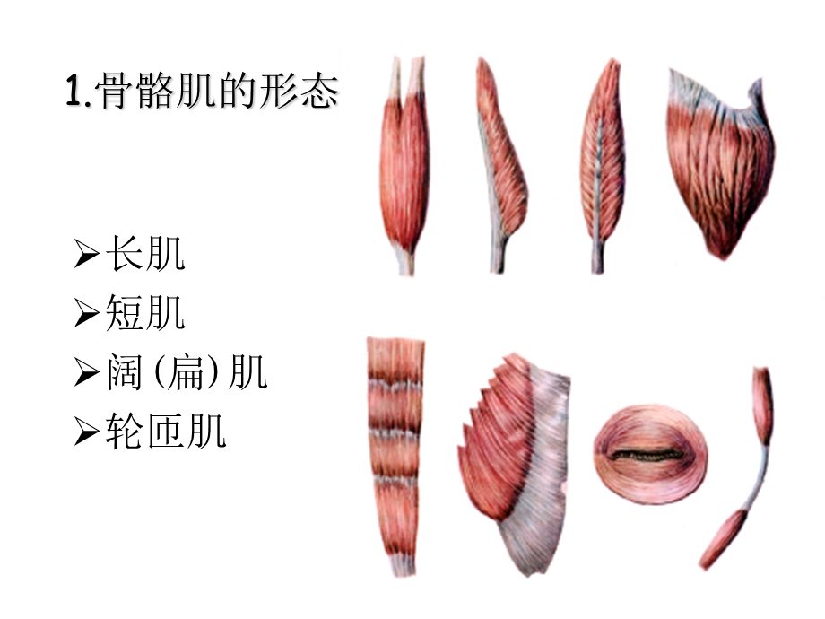 《骨骼肌》ppt课件.ppt_第3页