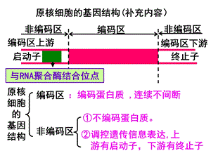 《基因工程的基本操作程序》ppt.ppt