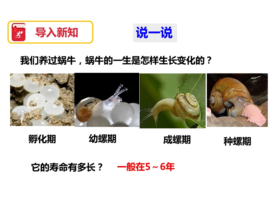 《蚕卵里孵出的新生命》PPT.ppt_第2页