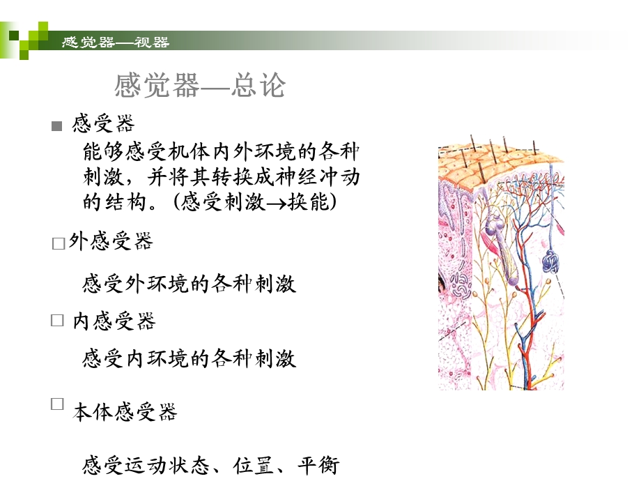 《感觉系统》课件.ppt_第2页