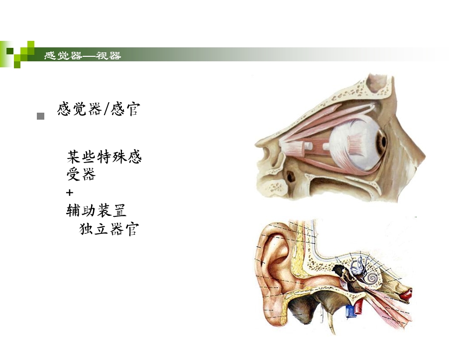 《感觉系统》课件.ppt_第3页