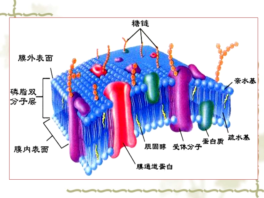 《细胞基本功能》课件.ppt_第3页