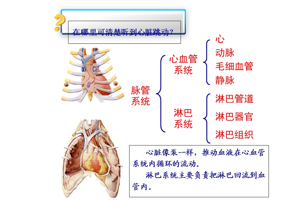 儿童循环系统的结构功能及发育.ppt_第2页