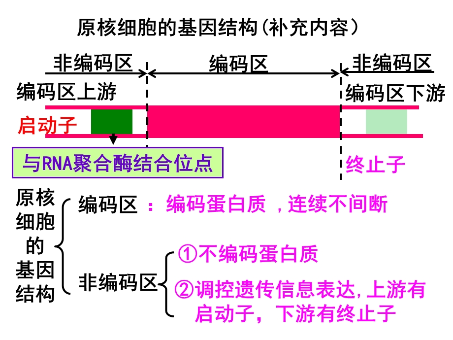 《基因工程的基本操作程序》(定稿).ppt_第2页