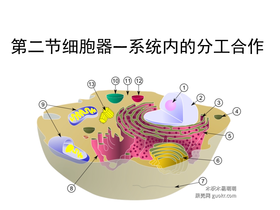 《细胞器-系统内的分工合作》最佳一轮复习.ppt_第1页