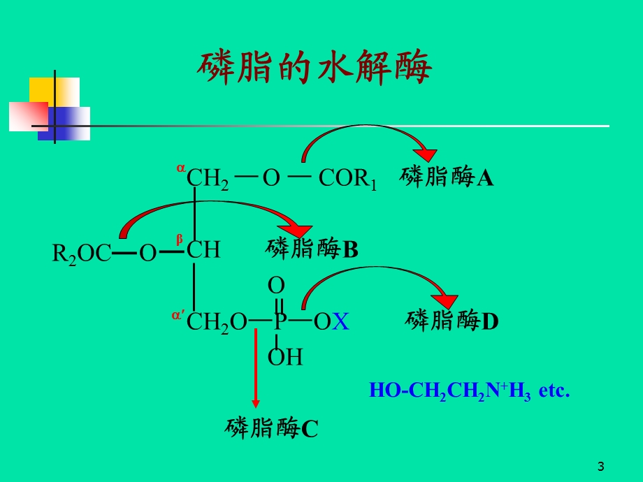 《脂类的代谢》课件.ppt_第3页