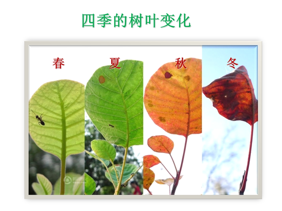 《认识树叶》小学.ppt_第2页