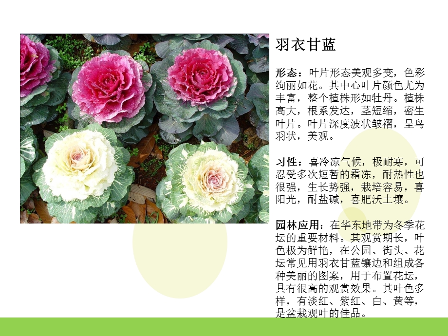 《园林常用花卉》课件.ppt_第3页