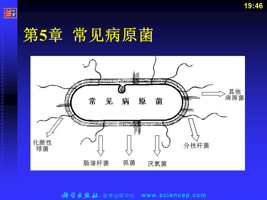 《病原性球菌》课件.ppt_第1页