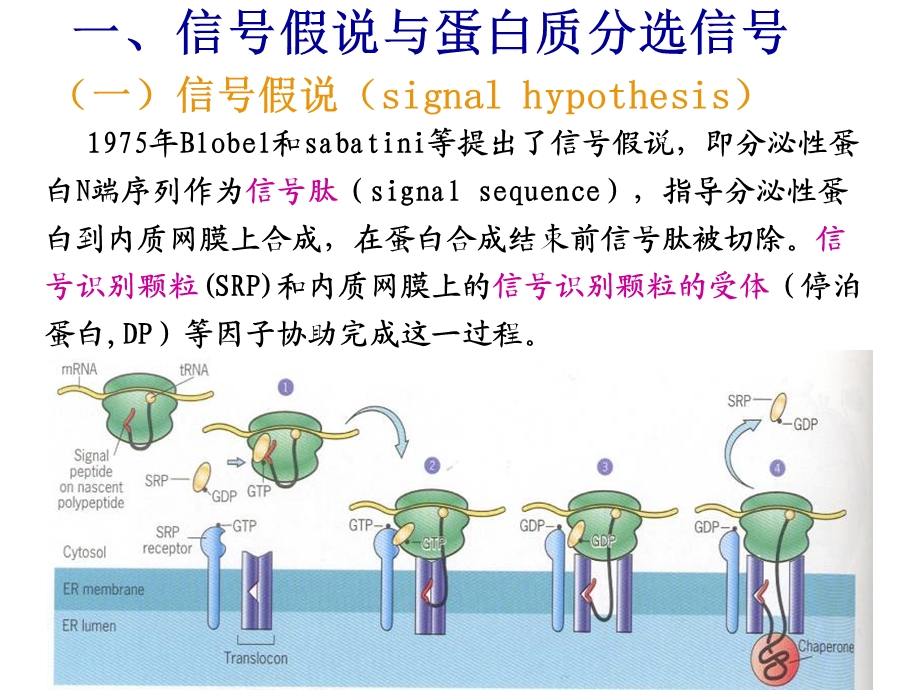 《蛋白质分选》课件.ppt_第2页