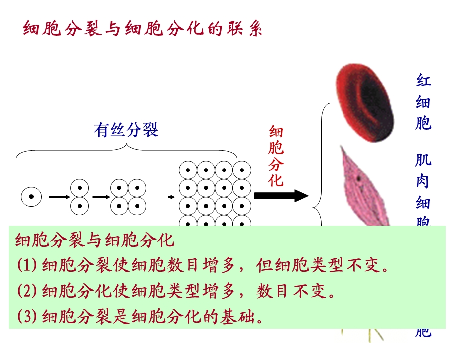 《细胞的分化、衰老、凋亡、癌变》复习课件.ppt_第3页