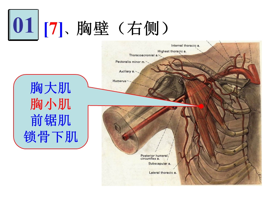 《局部解剖》实验考.ppt_第2页