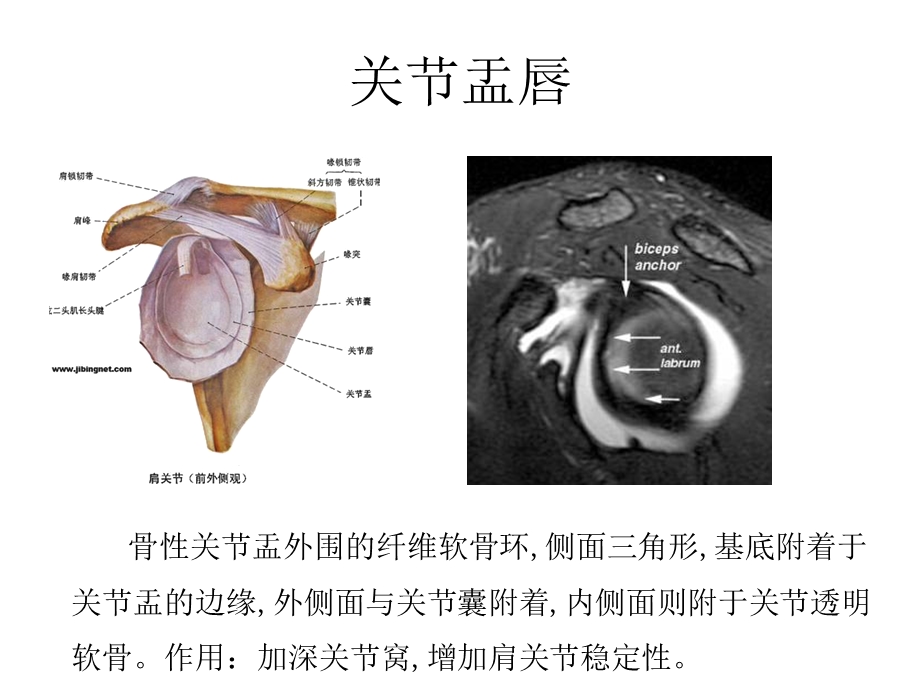 二、肩袖撕裂肩关节解剖.ppt_第3页