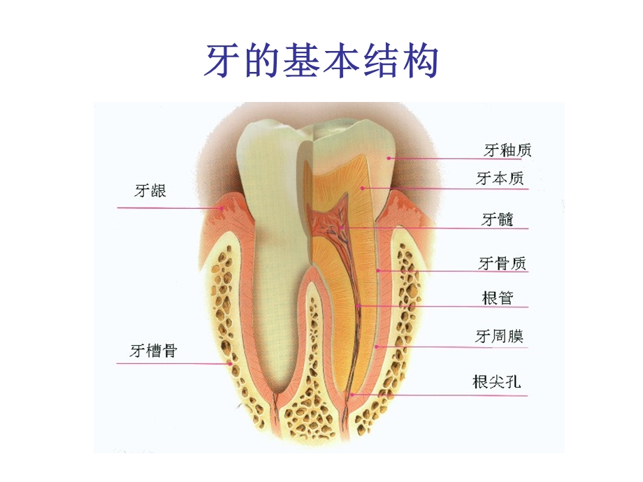 儿童口腔保健知识ppt课件.ppt_第2页