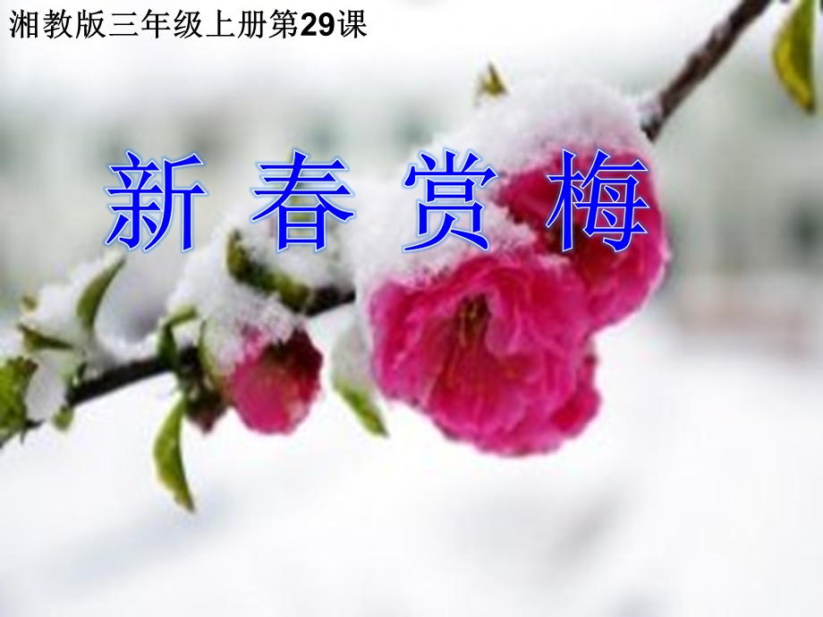 《新春赏梅》课件.ppt_第1页