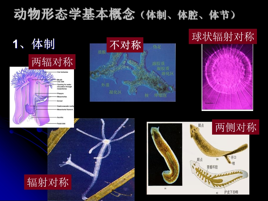 保护支持与运动.ppt_第2页