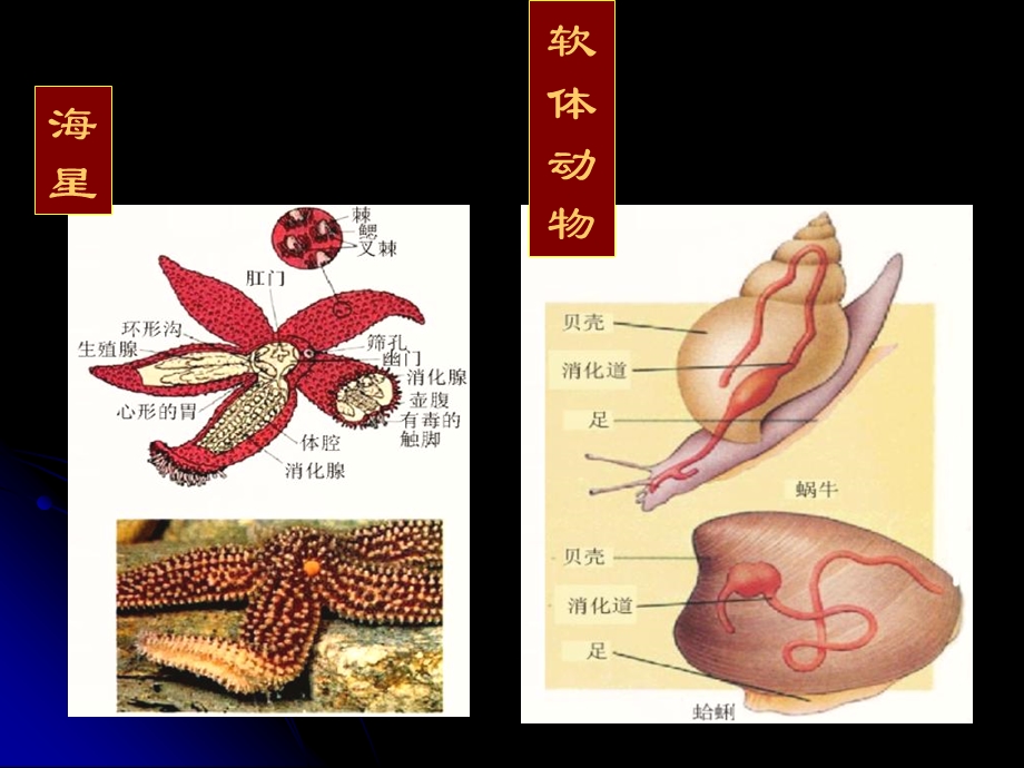 保护支持与运动.ppt_第3页