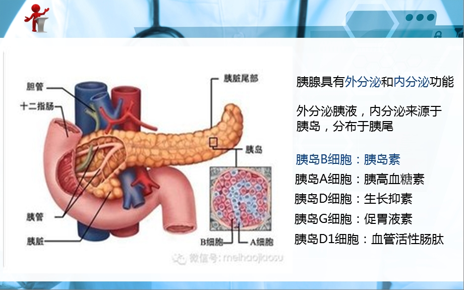 《外科护理》第十六章第五节胰腺癌病人的护理.ppt_第3页